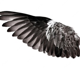 Aile d'oiseau utilisée pour le Zicarus Boy