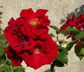 Photo de roses Photo de fleurs