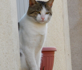 Photo d'un chat Photo d'un chat