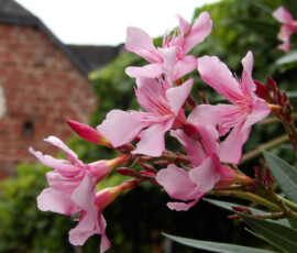 Photo de laurier à Collonges-La-Rouge Photo de laurier à Collonges-La-Rouge